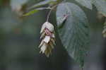 Eastern hophornbeam